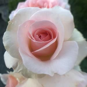 Meet your Posher, Jean